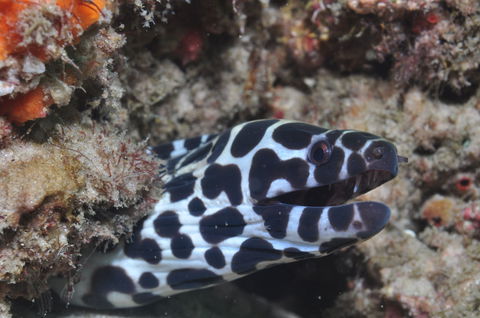 Curtin Artificial Reef Dive Site - Palm Beach Accommodation 2