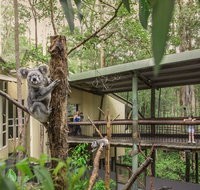 Daisy Hill Koala Centre - Palm Beach Accommodation