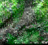 Djiru National Park - Palm Beach Accommodation