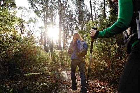 Kinglake National Park - Palm Beach Accommodation 0