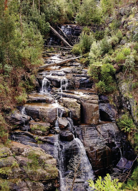 Kinglake National Park - Palm Beach Accommodation 1