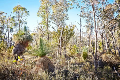 Mt Glenrowan Lookout Walk - Palm Beach Accommodation 2