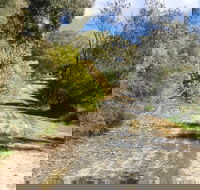 Naracoorte North Nature Park - Palm Beach Accommodation