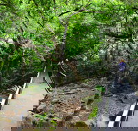 Rainforest Loop Walk Budderoo National Park - Palm Beach Accommodation