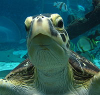 Reef HQ Aquarium - Palm Beach Accommodation