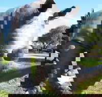 Tailem Bend Rhino Park and Dickson Reserve - Palm Beach Accommodation