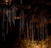 Tamborine Mountain Glow Worm Tours - Palm Beach Accommodation