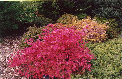 Tasmanian Arboretum Inc. - The - Palm Beach Accommodation 2