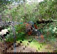TreeTop Challenge - Palm Beach Accommodation