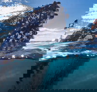 Whale Watching - Palm Beach Accommodation