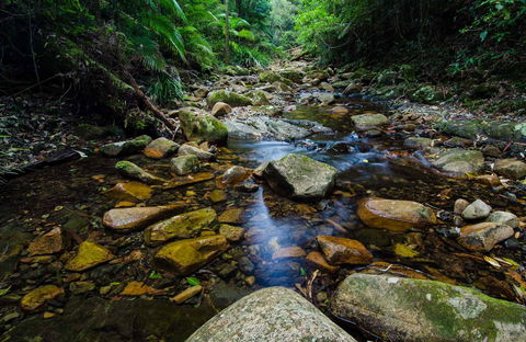 Willi Willi National Park - Palm Beach Accommodation 0