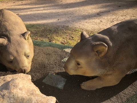 Wombat Statues, Moonta - Palm Beach Accommodation 1