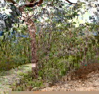 Yango Walking Track - Palm Beach Accommodation