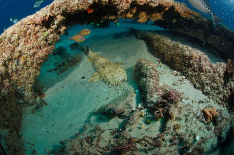 Aarhus Dive Site - Palm Beach Accommodation 2