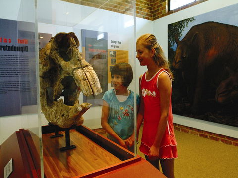 Australian Museum Diprotodon Exhibition: Closed For Building Repair July August - Palm Beach Accommodation 0