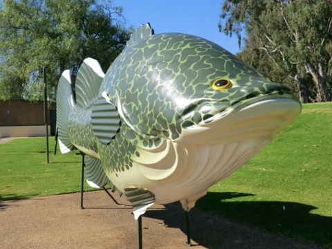 Big Murray Cod - Palm Beach Accommodation 0