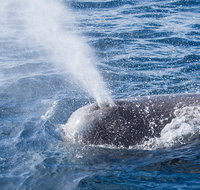 Bremer Bay Canyon - Palm Beach Accommodation