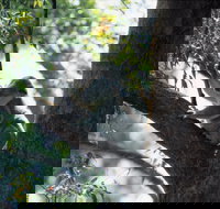 Daisy Hill - Palm Beach Accommodation