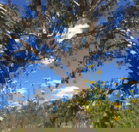 Euroa Arboretum - Palm Beach Accommodation
