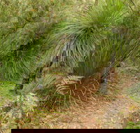 Grass Tree Circuit - Palm Beach Accommodation