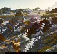 Hinterland Full Day Self Drive Tour - Palm Beach Accommodation