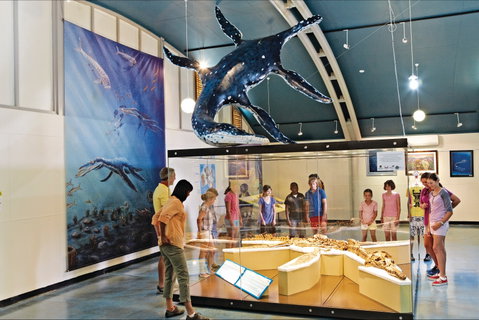 Kronosaurus Korner - Palm Beach Accommodation 2