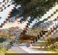 Meningie Walking and Cycling Trails - Palm Beach Accommodation