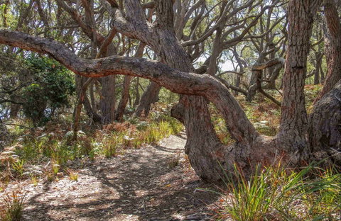 Middle Lagoon Walking Track - Palm Beach Accommodation 0
