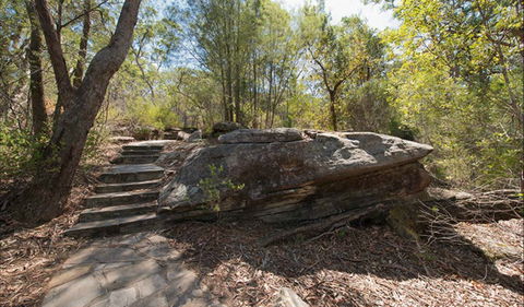 Mooney Mooney Nature Walk - Palm Beach Accommodation 0