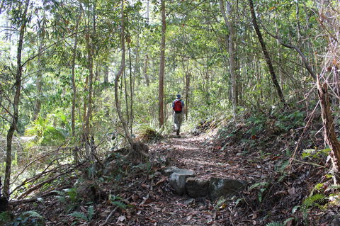 Morelia Walking Track, D'Aguilar National Park - Palm Beach Accommodation 1