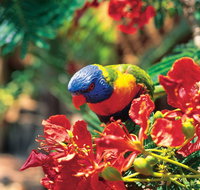 Mount Surprise - Palm Beach Accommodation
