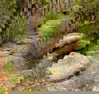Mount Olive Trail - Palm Beach Accommodation