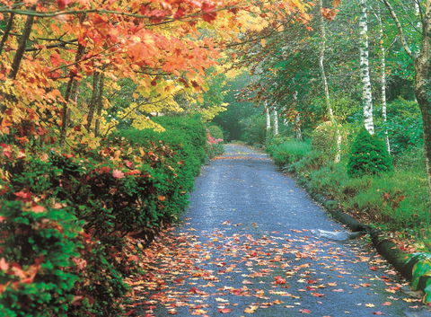 Mount Wilson And Mount Irvine - Palm Beach Accommodation 0