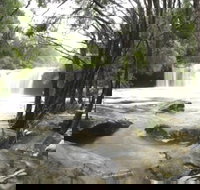 Nellies Glen Carrington Falls - Palm Beach Accommodation