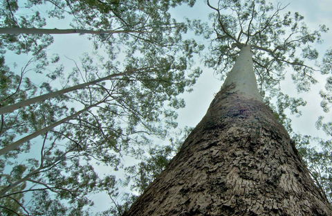 O'Sullivans Gap Picnic Area - Palm Beach Accommodation 0