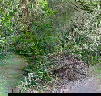 Rainforest Walking Track Roberston Nature Reserve - Palm Beach Accommodation