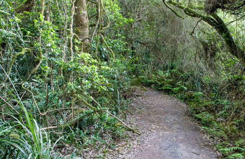 Rainforest Walking Track, Roberston Nature Reserve - Palm Beach Accommodation 0