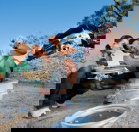 Sapphire - Palm Beach Accommodation