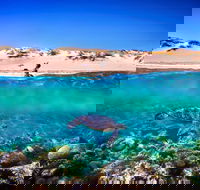 Snorkel the Ningaloo Reef - Palm Beach Accommodation