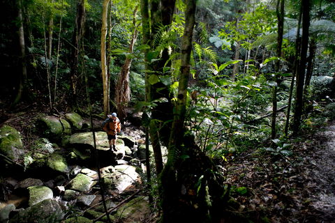 Strickland State Forest - Palm Beach Accommodation 0