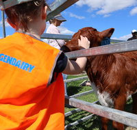Farm Visit  Dungog - Palm Beach Accommodation
