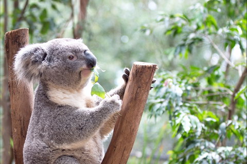 Featherdale Wildlife Park - Palm Beach Accommodation 1