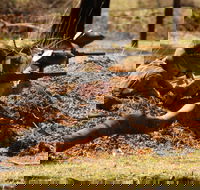 Freycinet Paintball and Campground - Palm Beach Accommodation