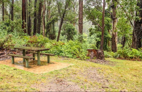 Goodenia Rainforest Picnic Area - Palm Beach Accommodation 0