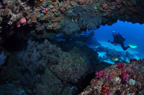Hutchinson Shoal Dive Site - Palm Beach Accommodation 0