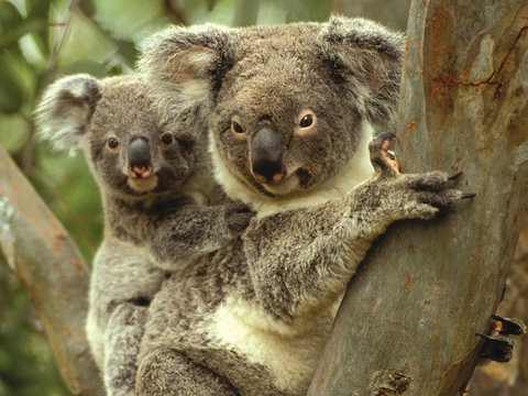 Koalas In Gunnedah - Palm Beach Accommodation 0