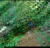Mount Cougal Springbrook National Park - Palm Beach Accommodation