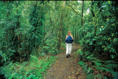 Mount Cougal, Springbrook National Park - Palm Beach Accommodation 0