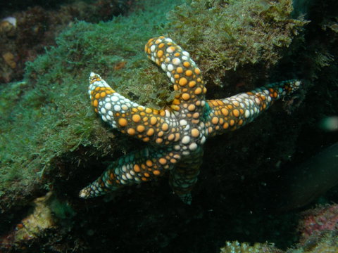 Mudjimba (Old Woman) Island Dive Site - Palm Beach Accommodation 0