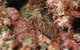 Mudjimba (Old Woman) Island Dive Site - thumb 2
